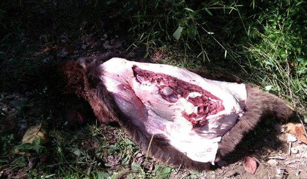 شکارچیان خرس در حال سلاخی کردن حیوان دستگیر شدند+ عکس