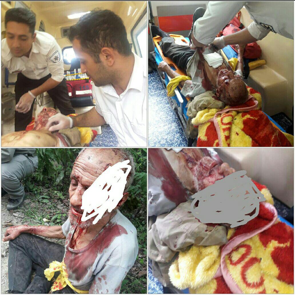 حمله پلنگ درنده، چوپان بخت برگشته مازندرانی را راهی بیمارستان کرد + تصاویر 