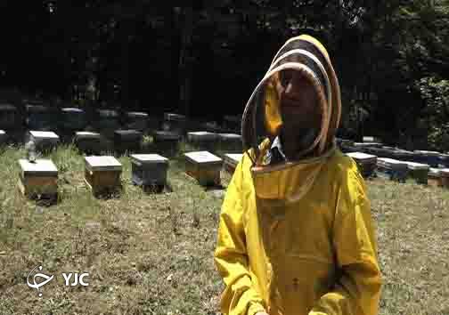 از تولید عسل در ساری ؛ تا صادرات به کانادا 